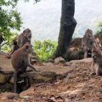 Pusuk Monkey Forest