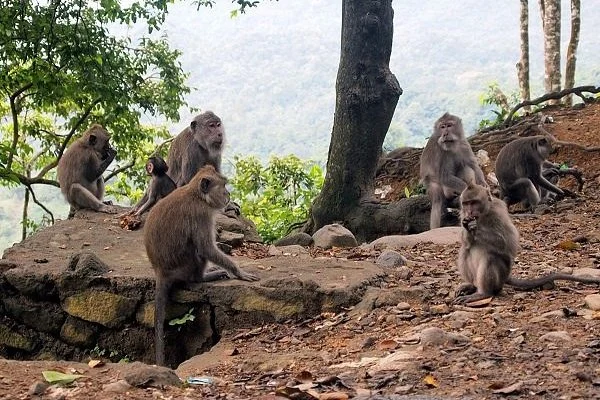 Pusuk Monkey Forest
