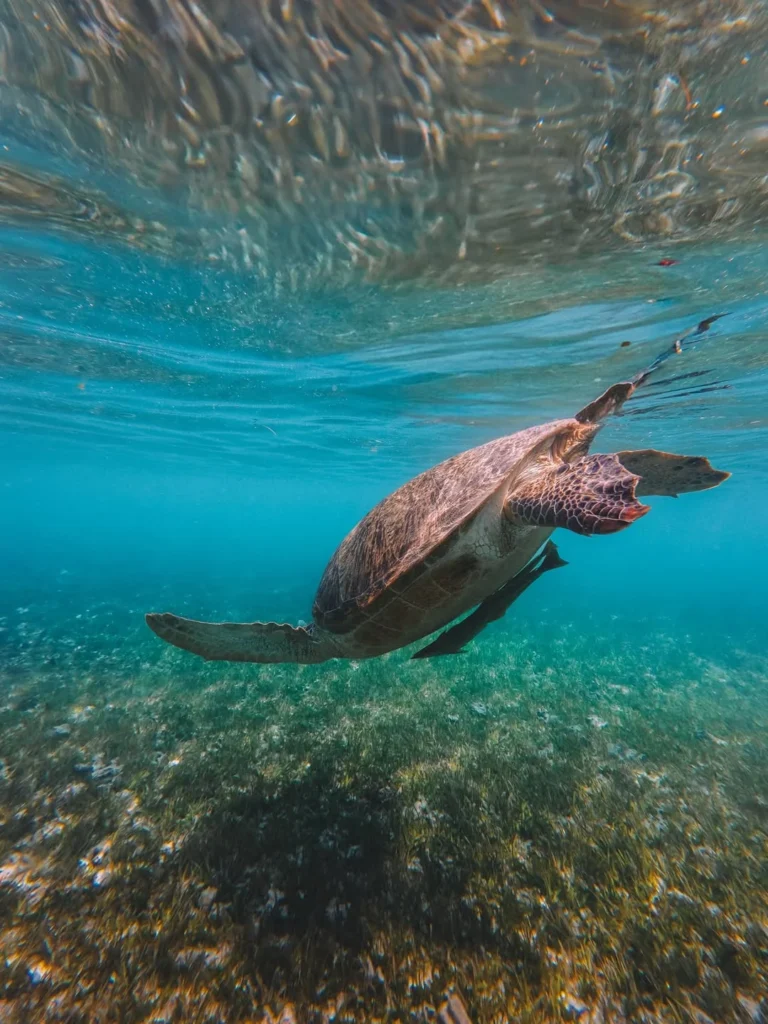 snorkeling Sandro Pole