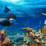 Snorkeling Gili Trawangan