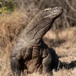 Komodo