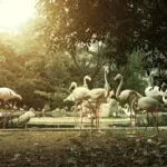 Bali Bird Park