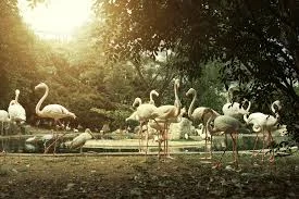 Bali Bird Park