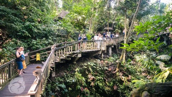 Monkey Forest